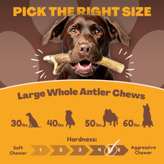 WhiteTail Naturals odor-free antler chew designed for indoor, mess-free use
