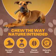 WhiteTail Naturals odorless deer antler chew, ideal for indoor use