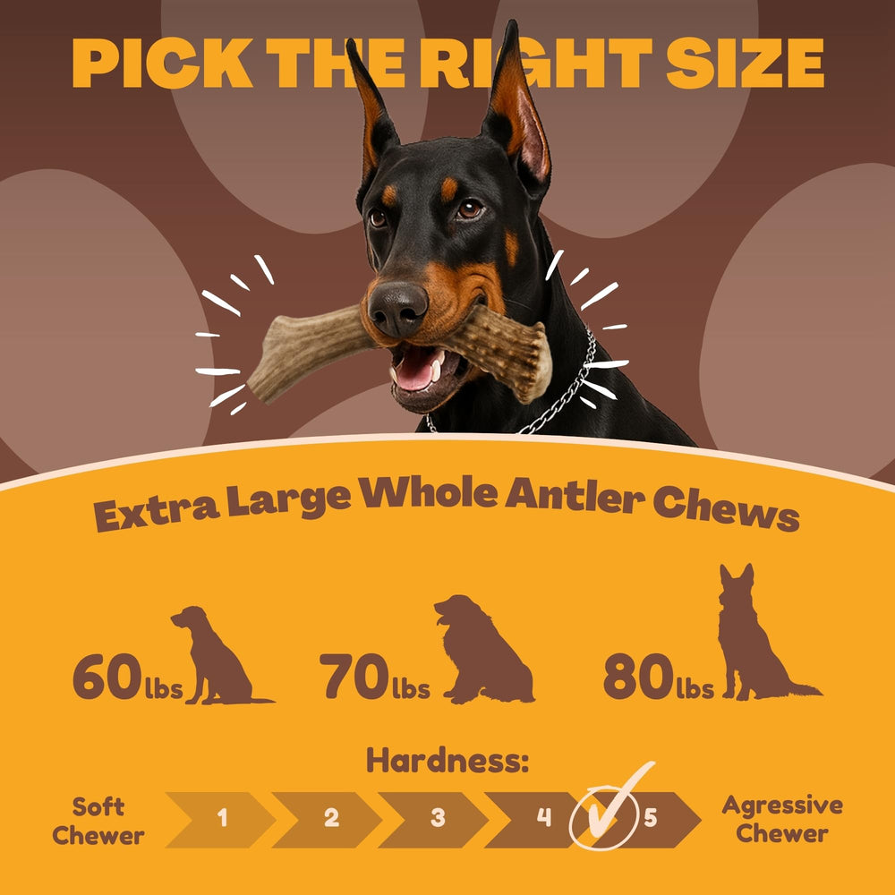 WhiteTail Naturals safety-trimmed antler chew for safer chewing sessions