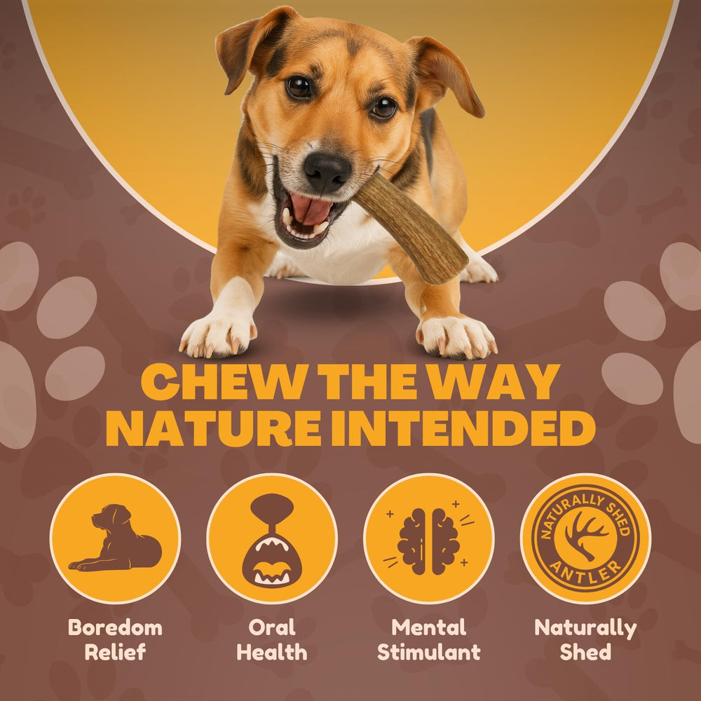 WhiteTail Naturals deer antler dog chews 3-pack medium odorless and mess-free for indoor use