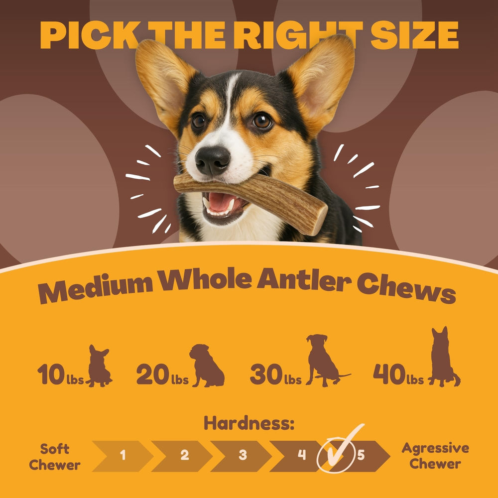 WhiteTail Naturals deer antler dog chews 3-pack medium texas-made from naturally shed antlers