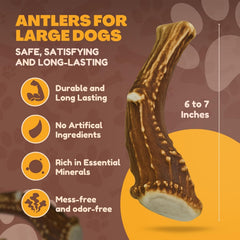 WhiteTail Naturals large deer antler chew, cut with smooth edges for safe chewing