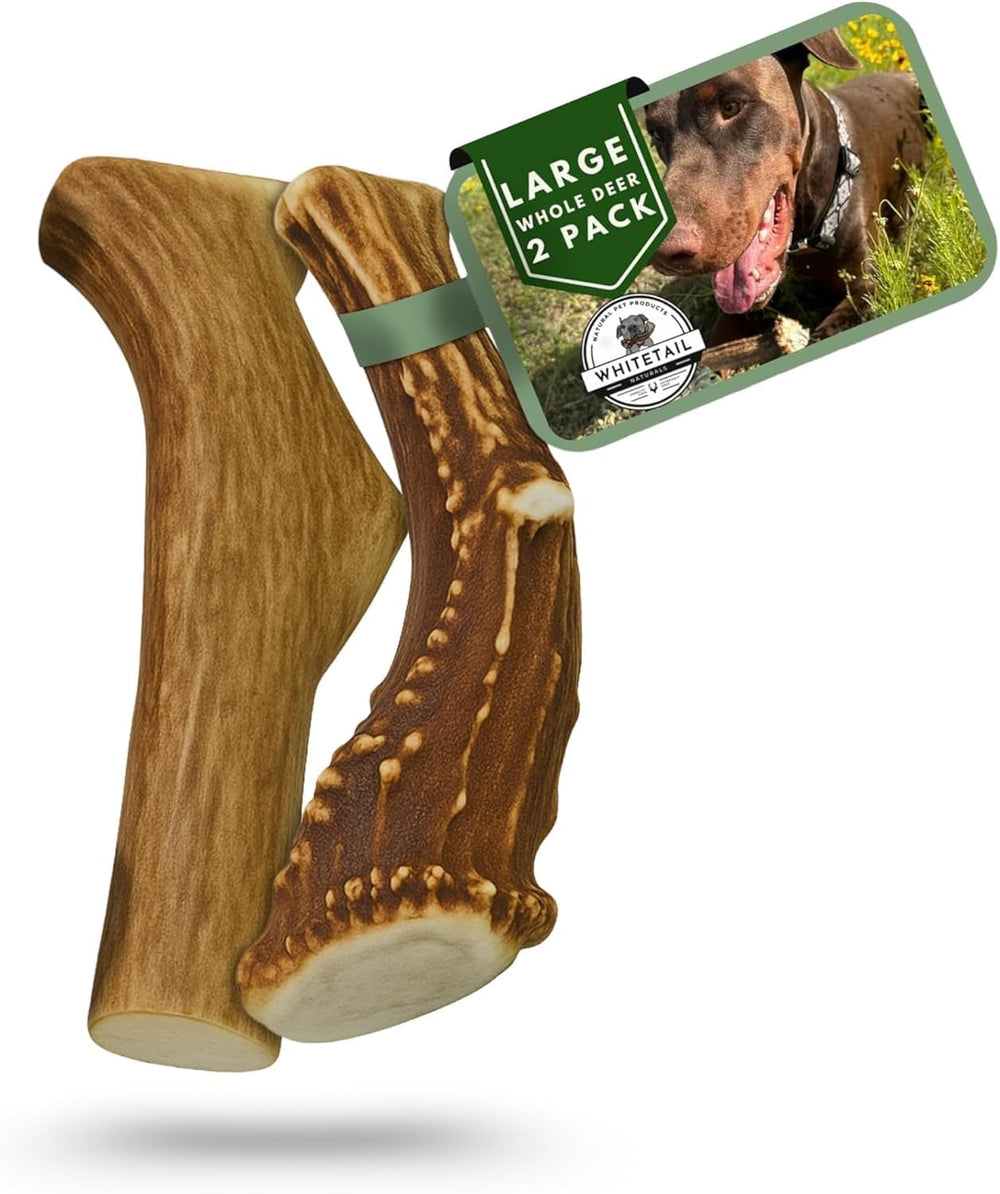 WhiteTail Naturals deer antler large dog chew overview for long-lasting entertainment