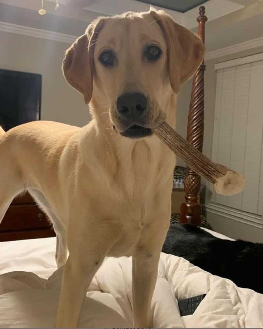 Medium to large dogs enjoying a durable WhiteTail Naturals antler chew