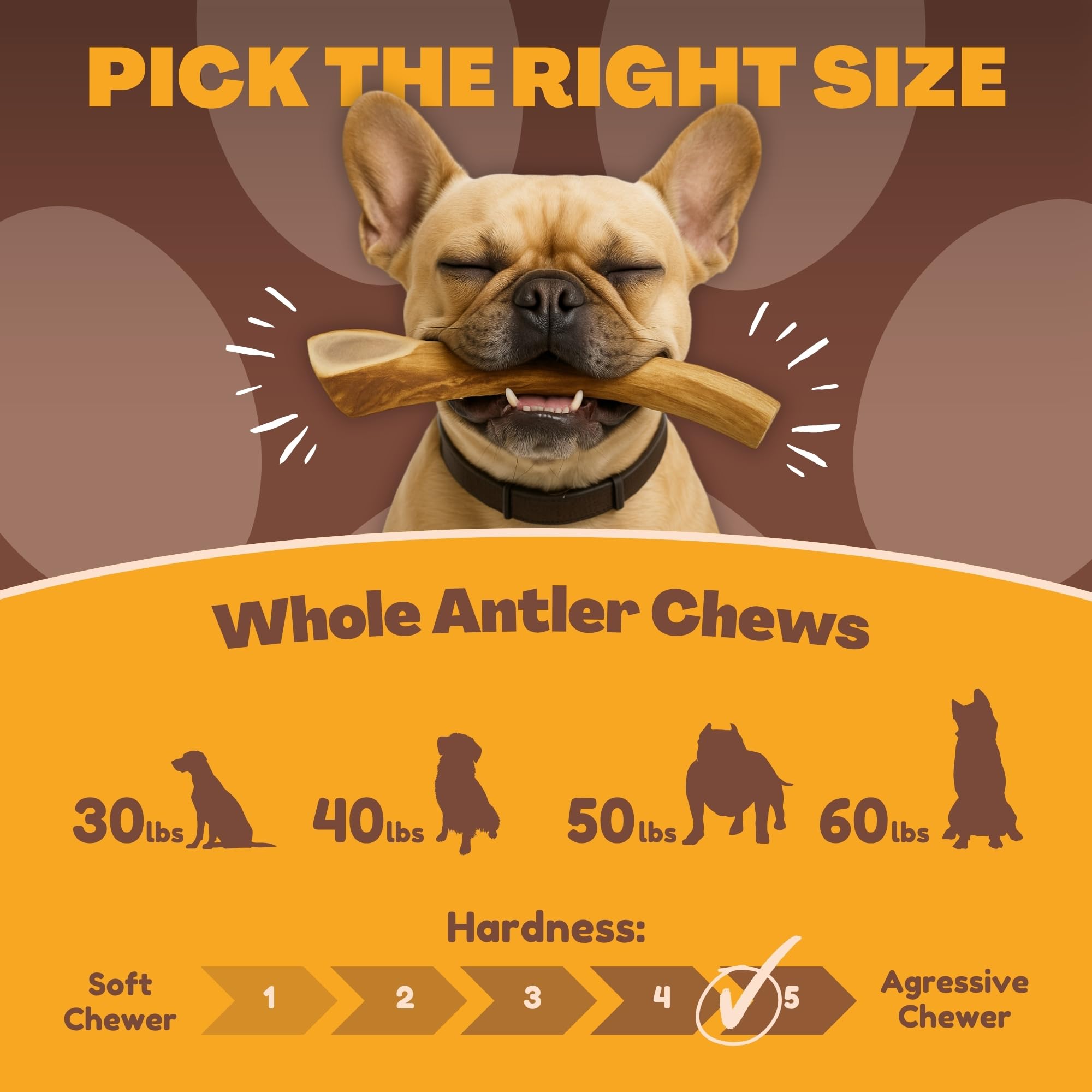 Texas-sourced naturally shed deer antlers by WhiteTail Naturals