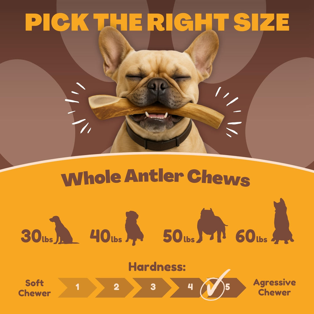 Texas-sourced naturally shed deer antlers by WhiteTail Naturals