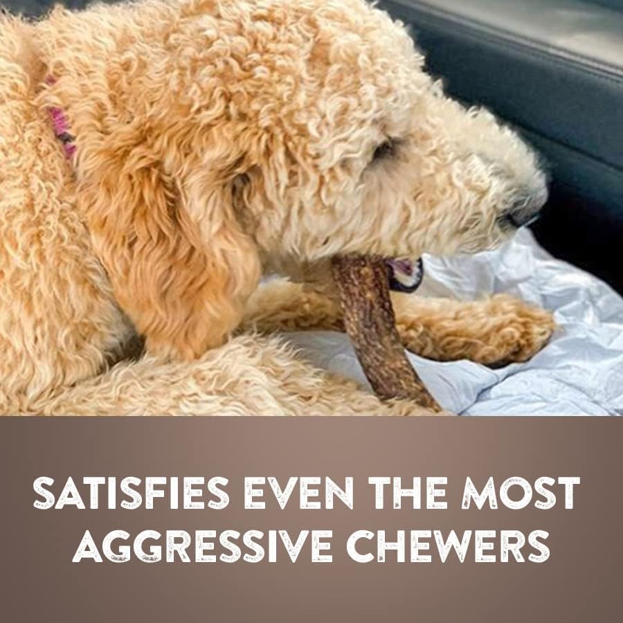 WhiteTail Naturals dog chew in action demonstrates durable chew potential.