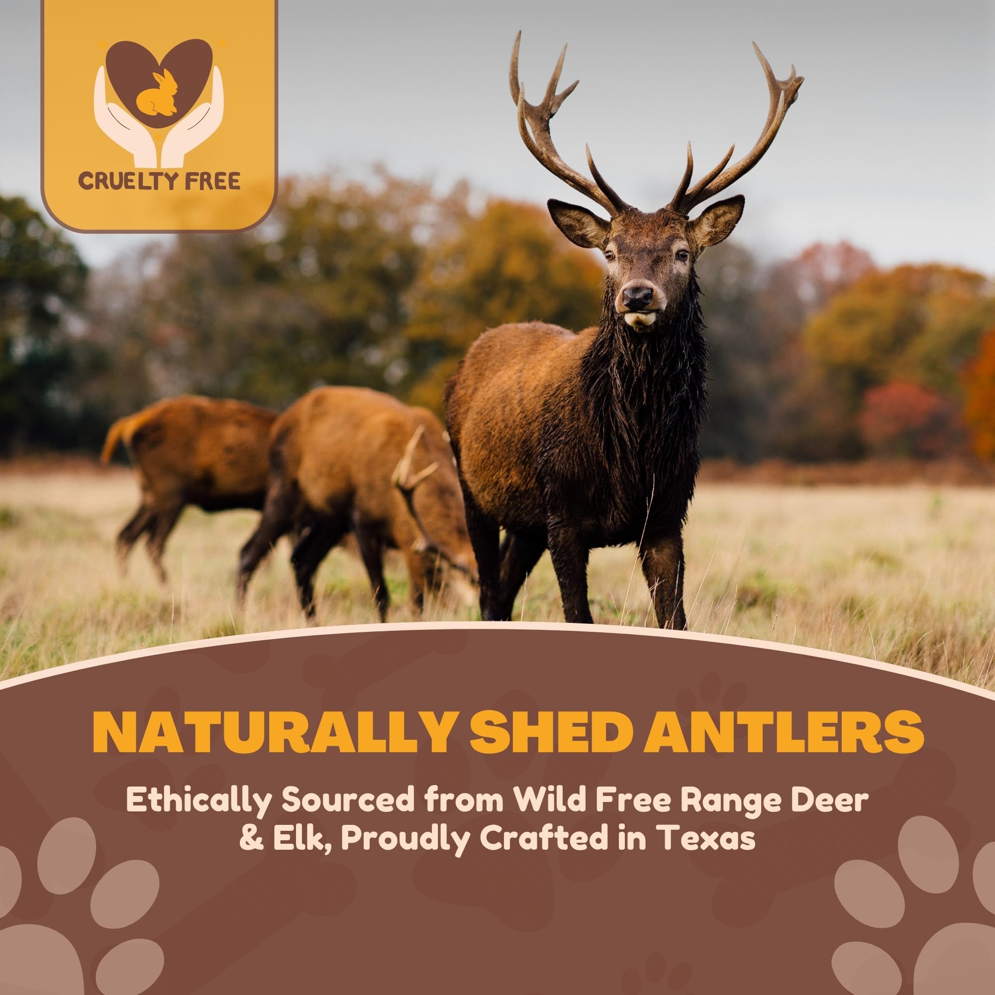 WhiteTail Naturals extra-large deer antler chew keeps aggressive chewers indoors