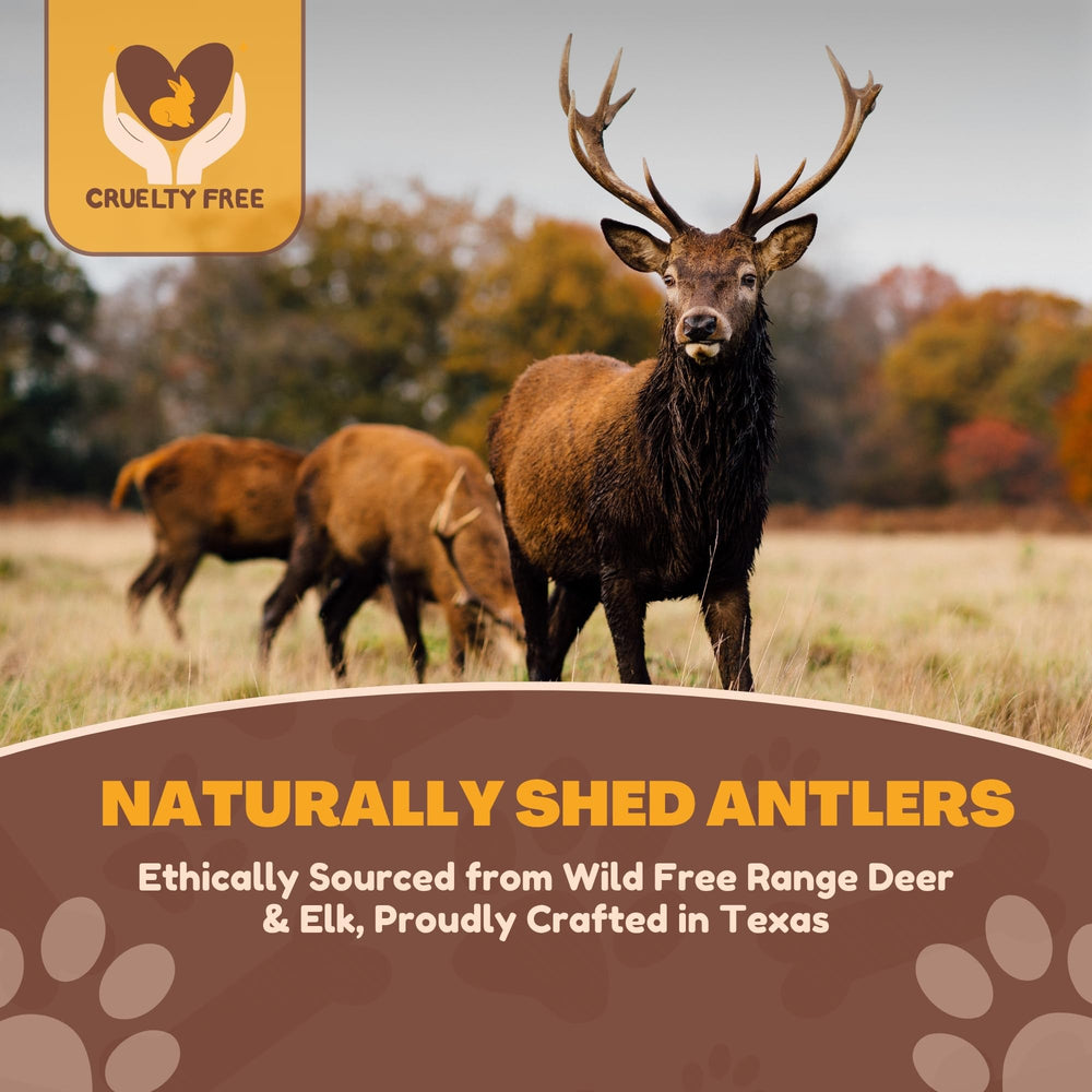 WhiteTail Naturals extra-large deer antler chew keeps aggressive chewers indoors