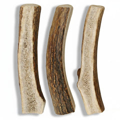 Ethically sourced Grade A elk antlers, hand-selected and Texas-cut