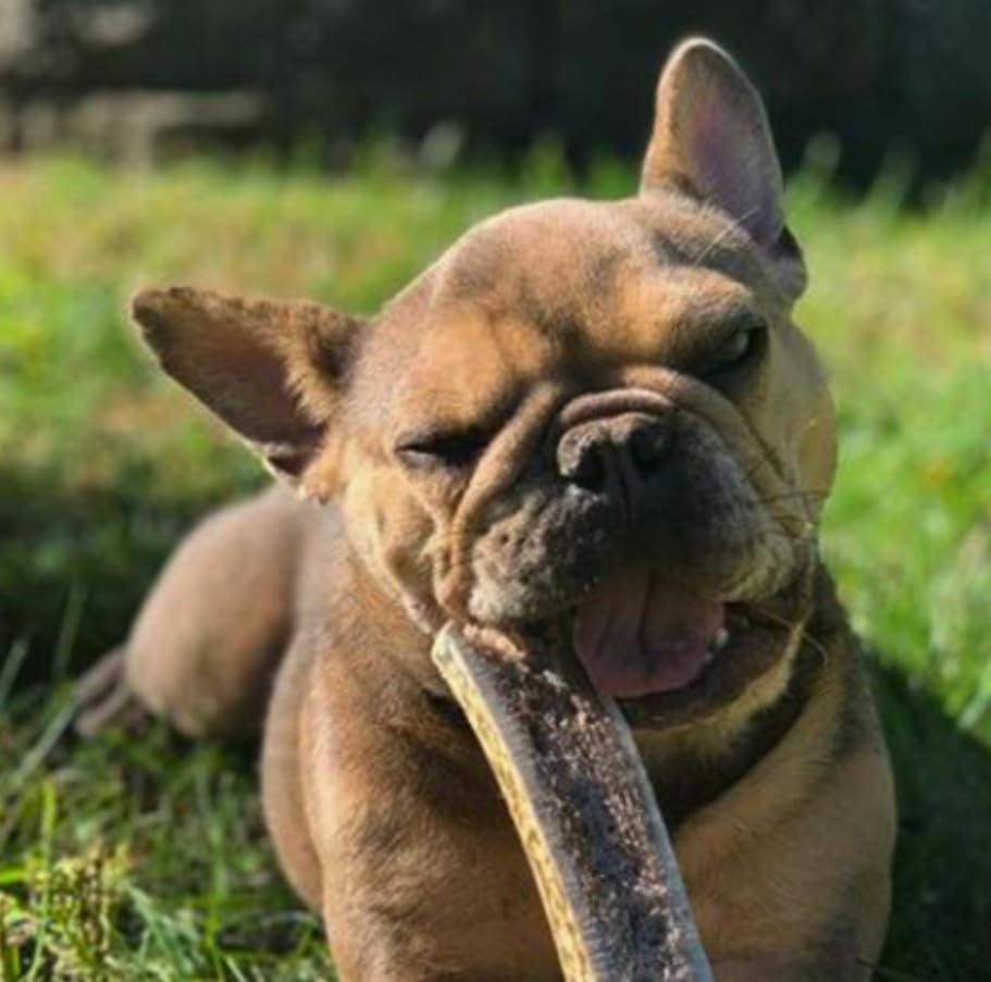 WhiteTail Naturals indoor safe chew promotes mess-free play for dogs.