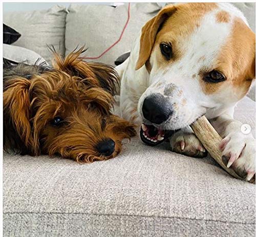 WhiteTail Naturals indoor-friendly antlers provide mess-free chewing sessions.