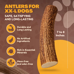 WhiteTail Naturals Jumbo XXL deer antler hand-cut edge for safer chewing.