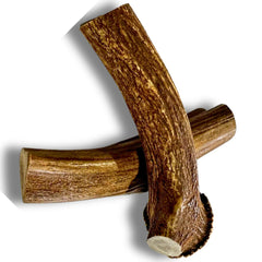 WhiteTail Naturals jumbo XXL deer antlers two-pack for large dogs, durable chew option