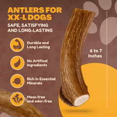 WhiteTail Naturals odorless deer antler chew for mess-free indoor chewing