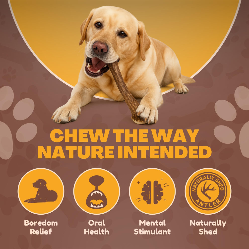 WhiteTail Naturals odorless, mess-free antler chew for indoor use.