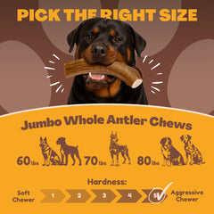 WhiteTail Naturals Texas-sourced antlers with natural minerals for chewing