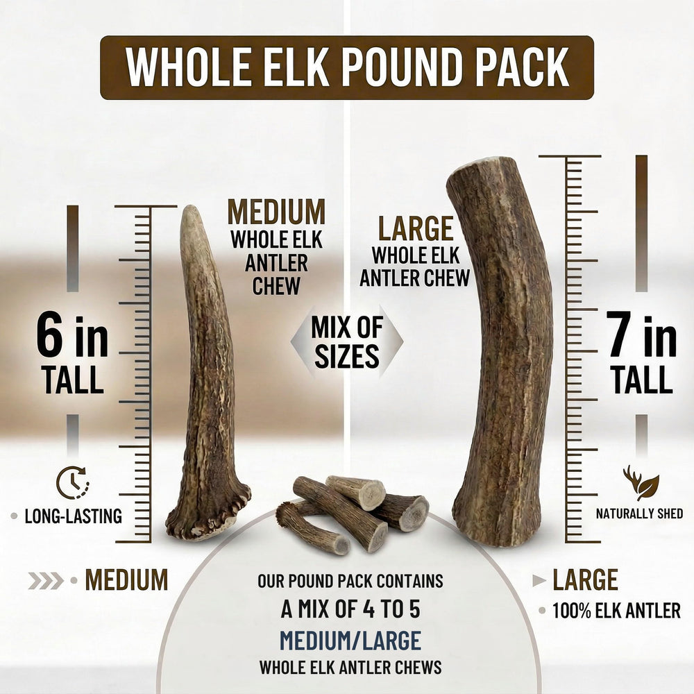 WhiteTail Naturals US-sourced elk antlers ready for chewing sessions.