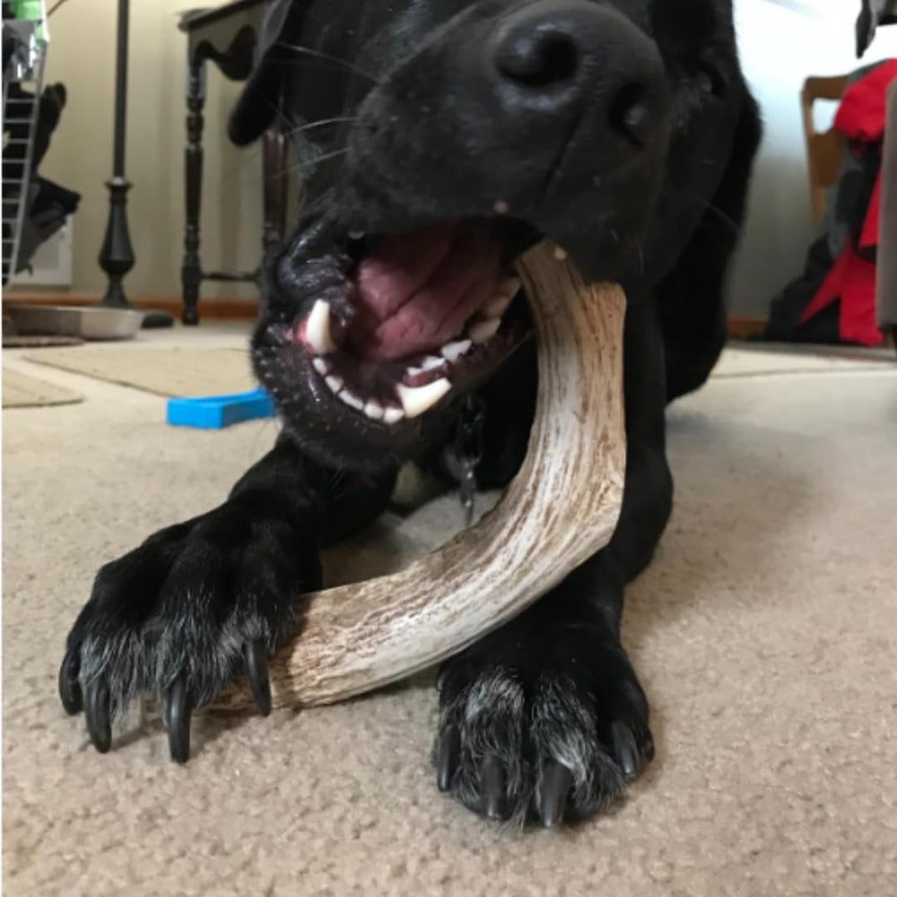 WhiteTail Naturals USA-crafted deer antler chew for large dogs