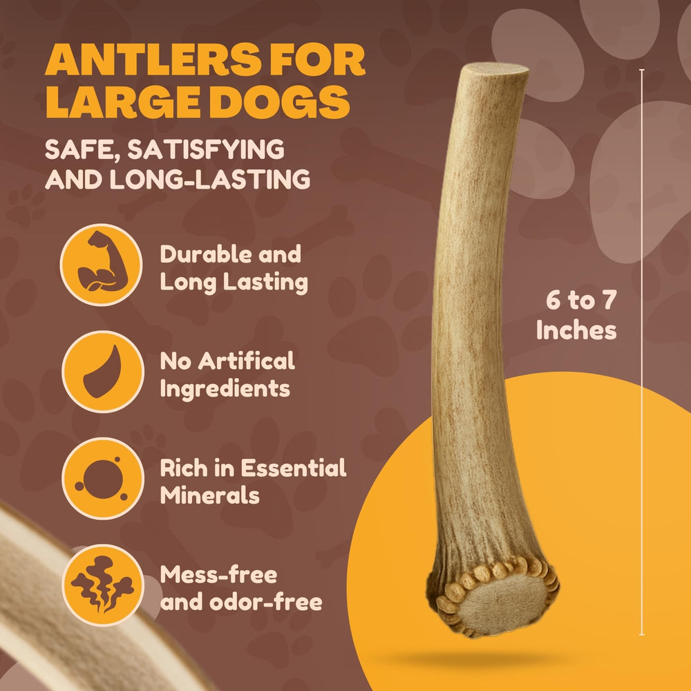 WhiteTail Naturals whole antler piece suitable for large breed dogs and teething.