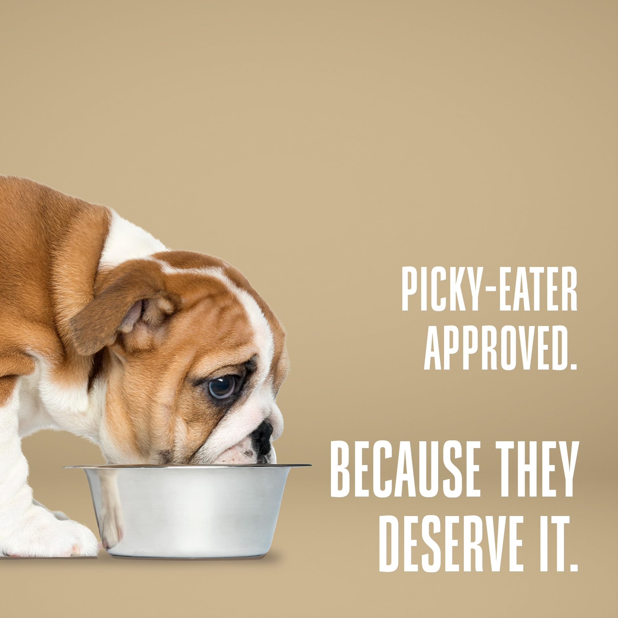 Whole Life Pet Bland Diet recovery-support meal aids gentle transitions.