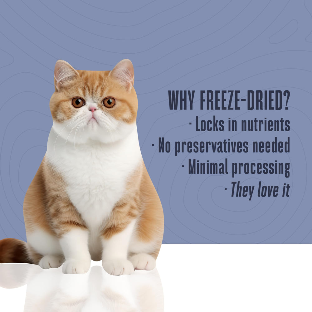 Close-up of Whole Life Pet freeze-dried turkey cat treats showing natural single-ingredient nutrition