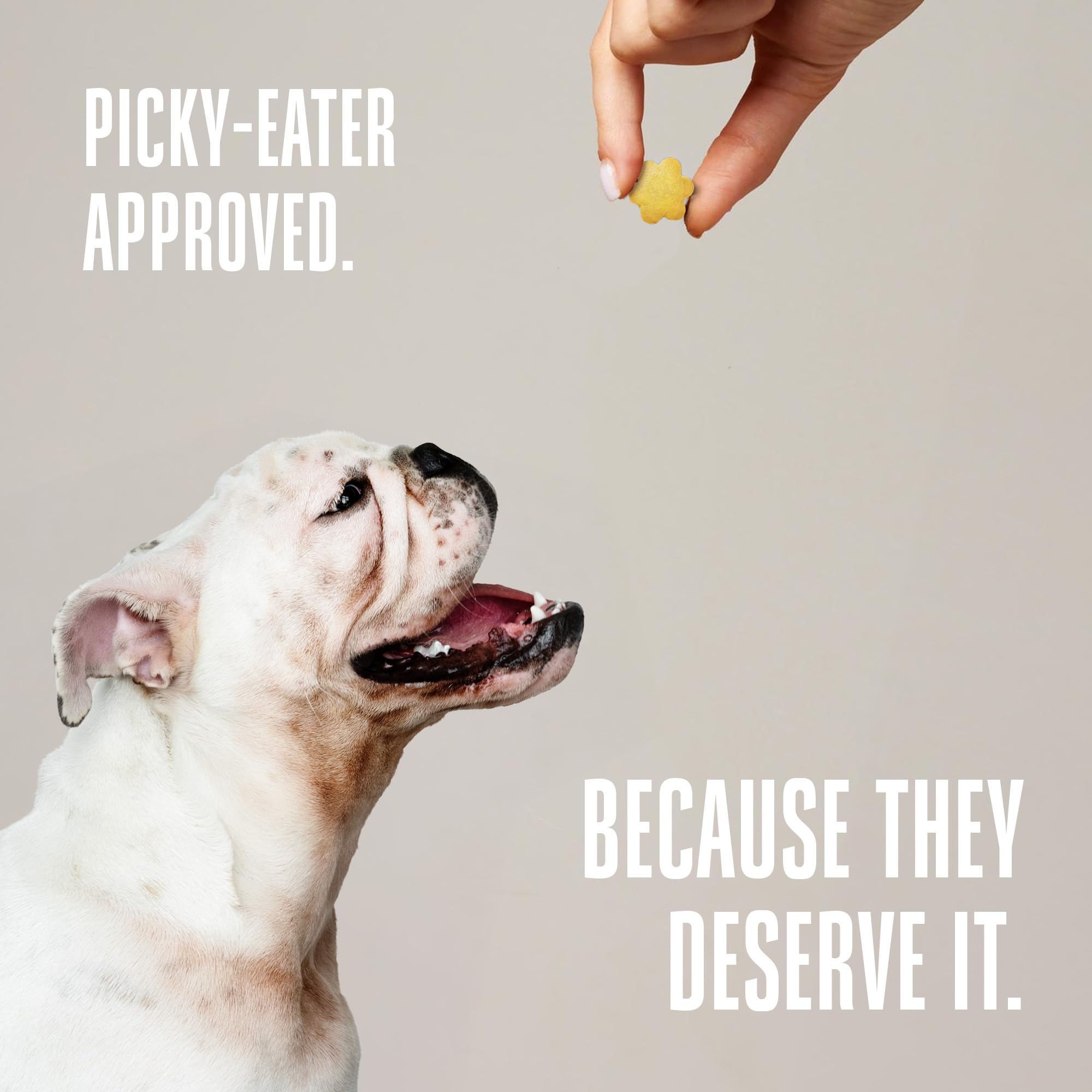 Whole Life Pet Probiotic Dog Treats dog eating treat communicates easy feeding and palatability