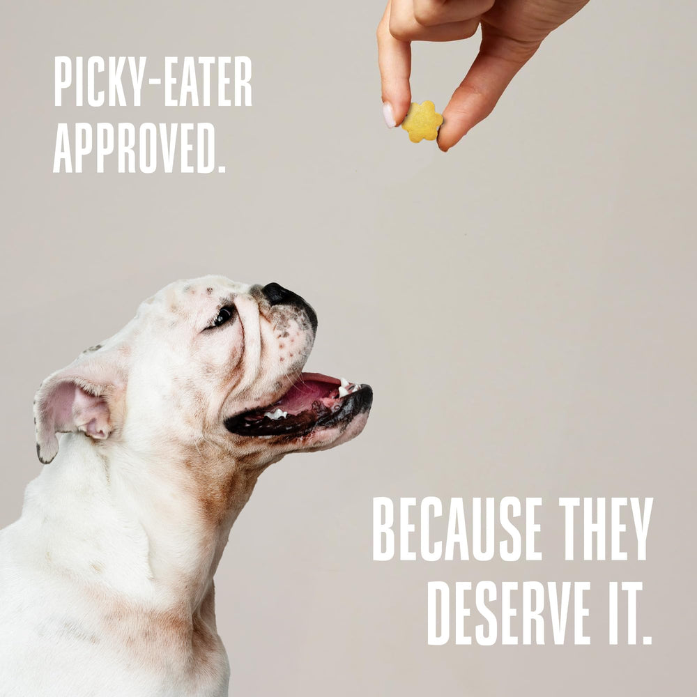 Whole Life Pet Probiotic Dog Treats dog eating treat communicates easy feeding and palatability