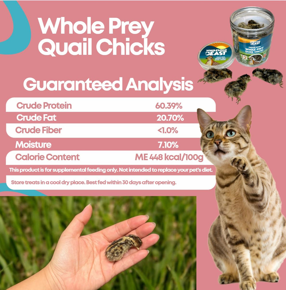 Wholesome Beast quail chicks 06 — crunchy texture pets enjoy as a treat
