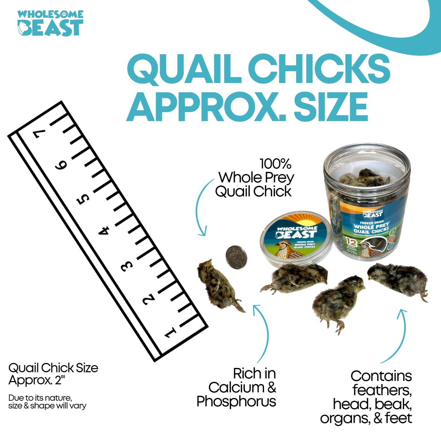 Wholesome Beast quail chicks 03 — USA-sourced quails provide natural nutrition