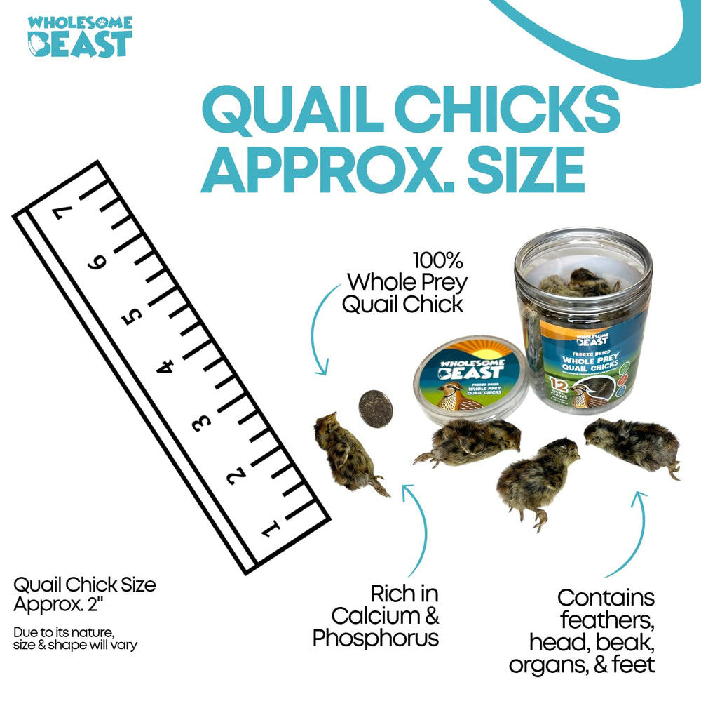 Wholesome Beast quail chicks 03 — USA-sourced quails provide natural nutrition