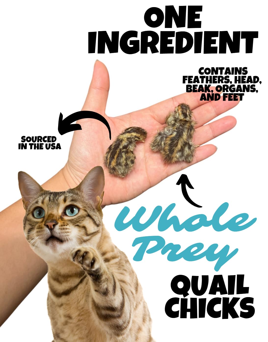 Wholesome Beast freeze-dried quail chicks 02 — whole prey texture for satisfying crunch