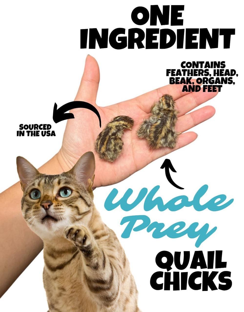 Wholesome Beast freeze-dried quail chicks 02 — whole prey texture for satisfying crunch