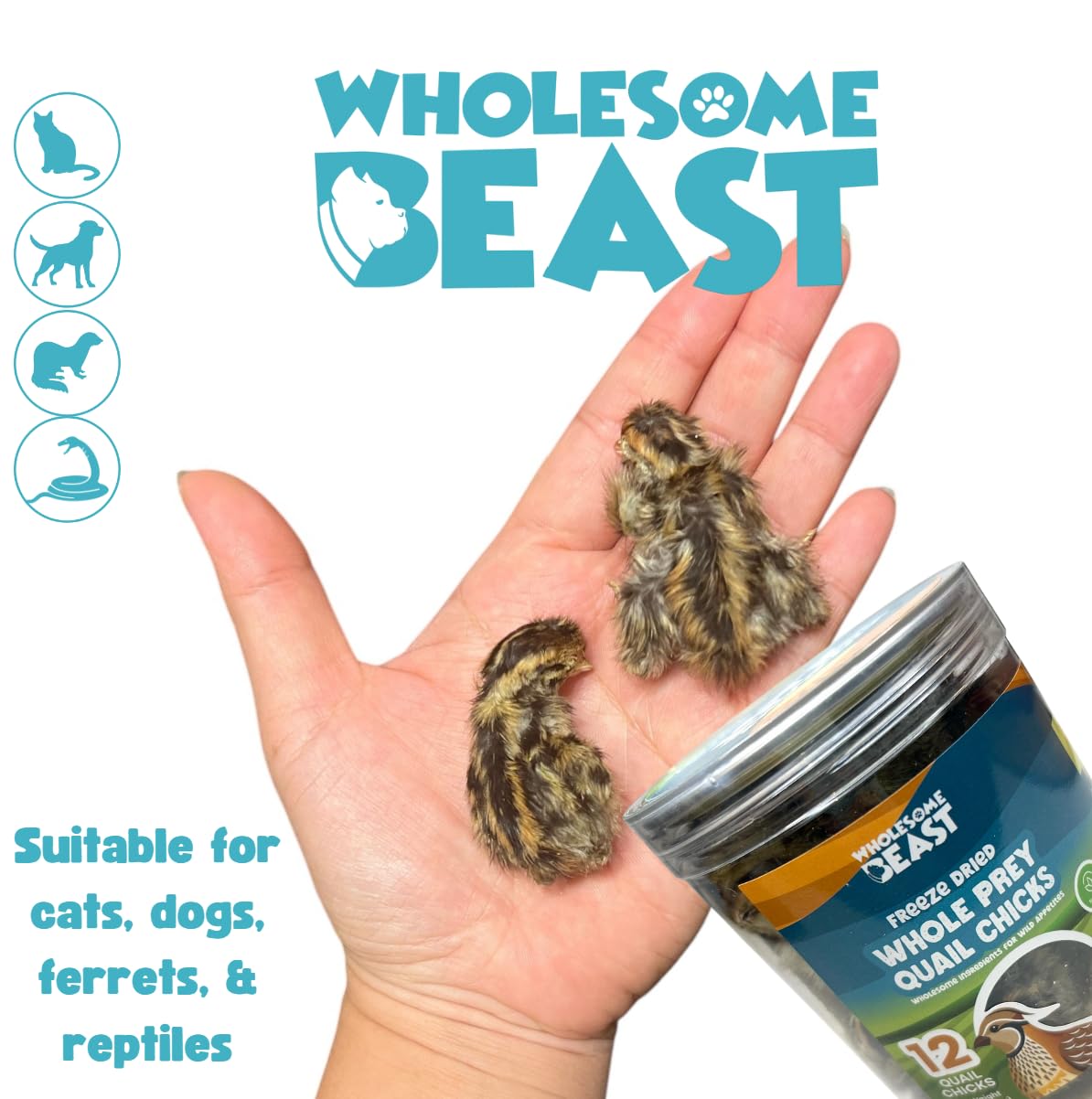 Wholesome Beast quail chicks 05 — natural roughage from feathers aids digestion