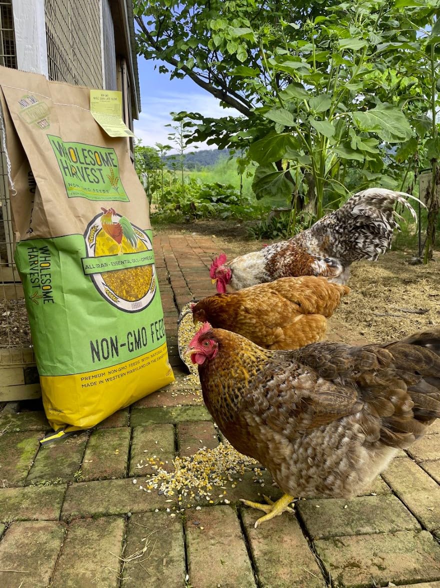 Wholesome Harvest layer blend chickens and ducks fed with pellets or scatter.