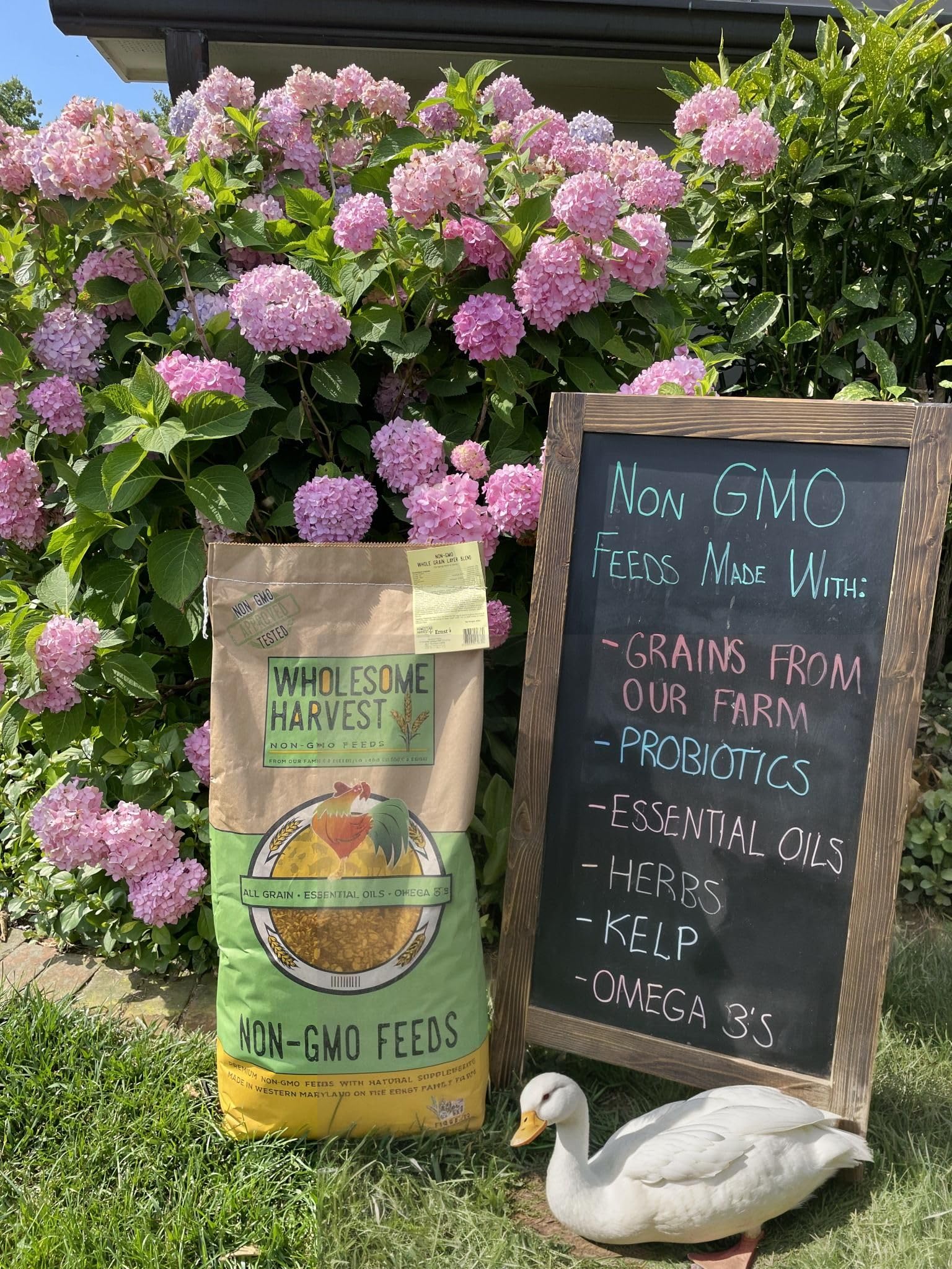 Wholesome Harvest 10 lb bag on farm setting emphasizes farm-to-flock care.
