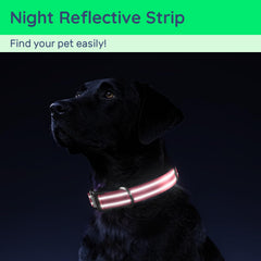 WhoseID padded nylon collar with soft edges for all-day comfort