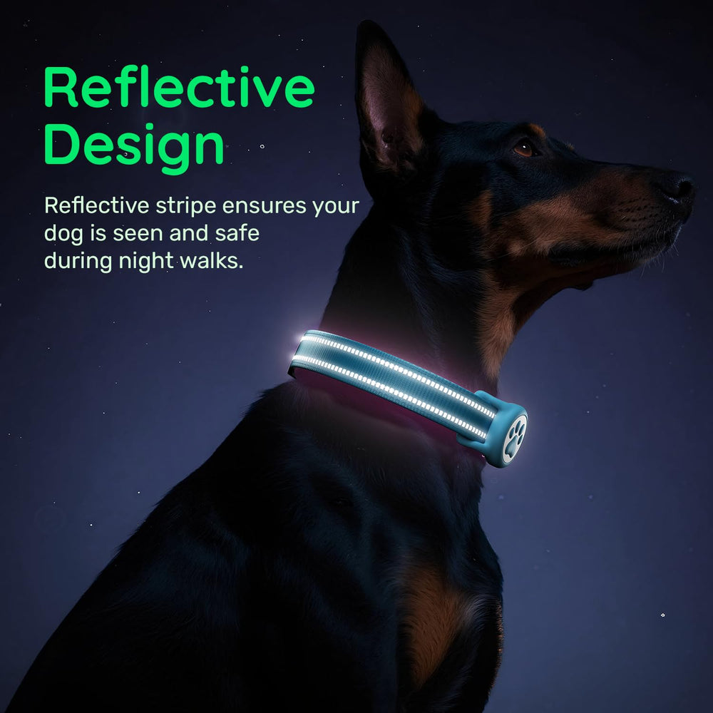 WhoseID D-ring for leash attachment and ID tags