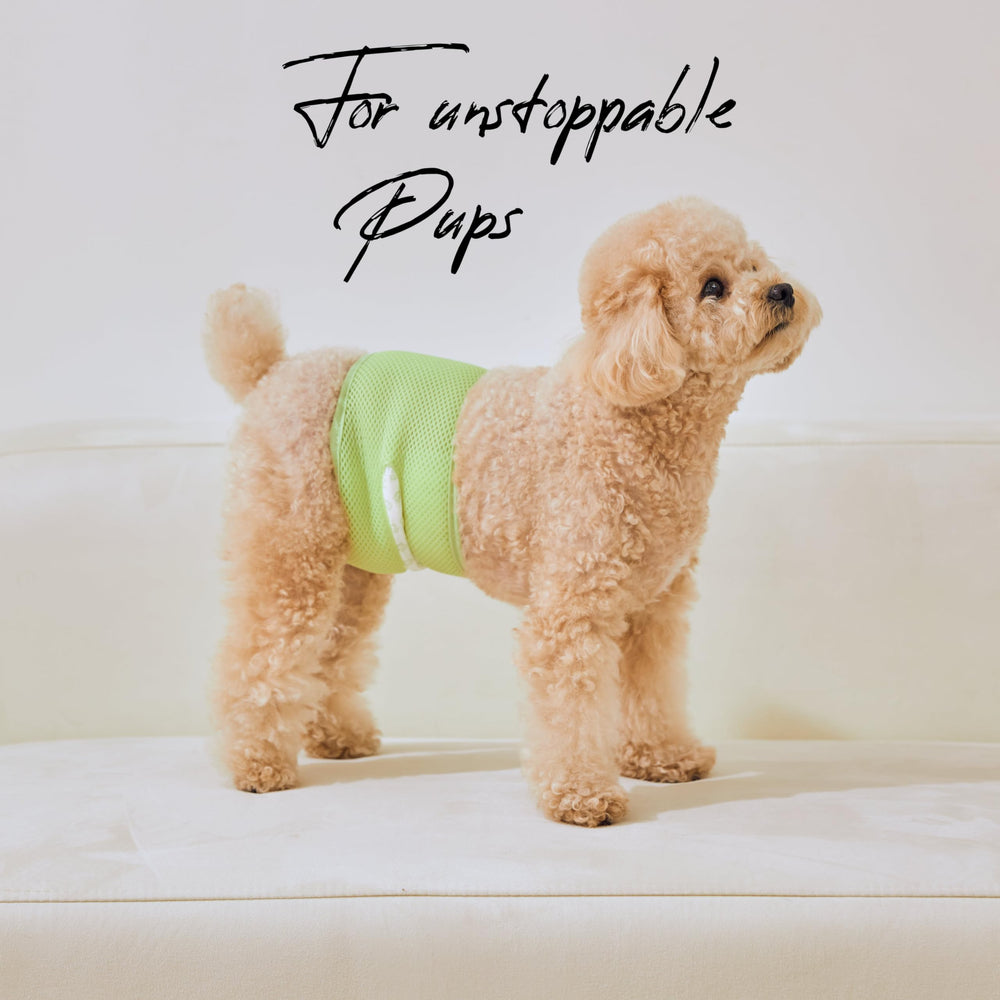 WICKEDPUP belly band kit in use scene highlights practical routines.