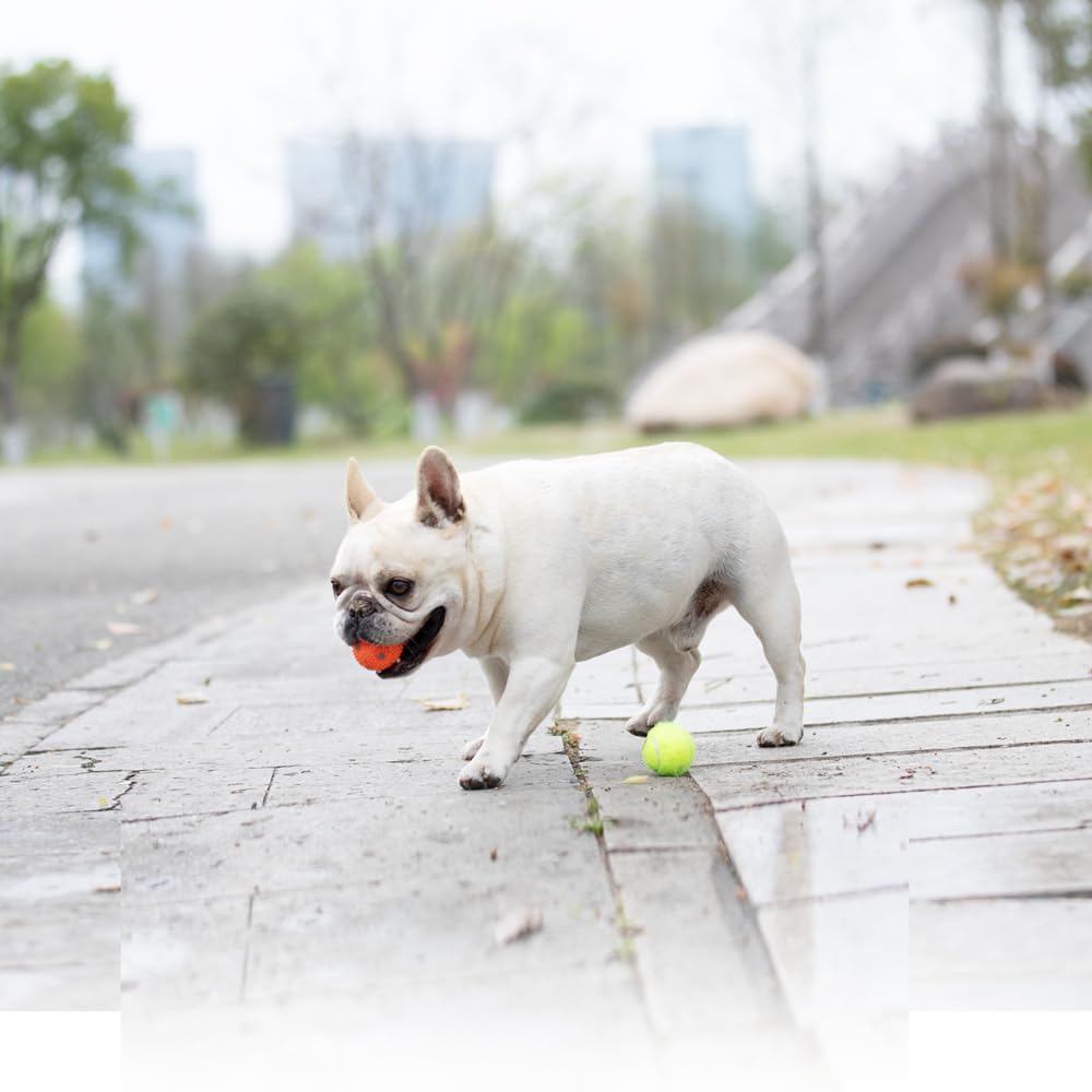 WIGGLYTAIL dog balls 2-inch durable latex, long-lasting for daily games.