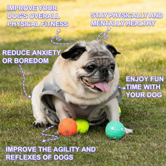 WIGGLYTAIL dog balls 2-inch front view, ideal for interactive fetch.