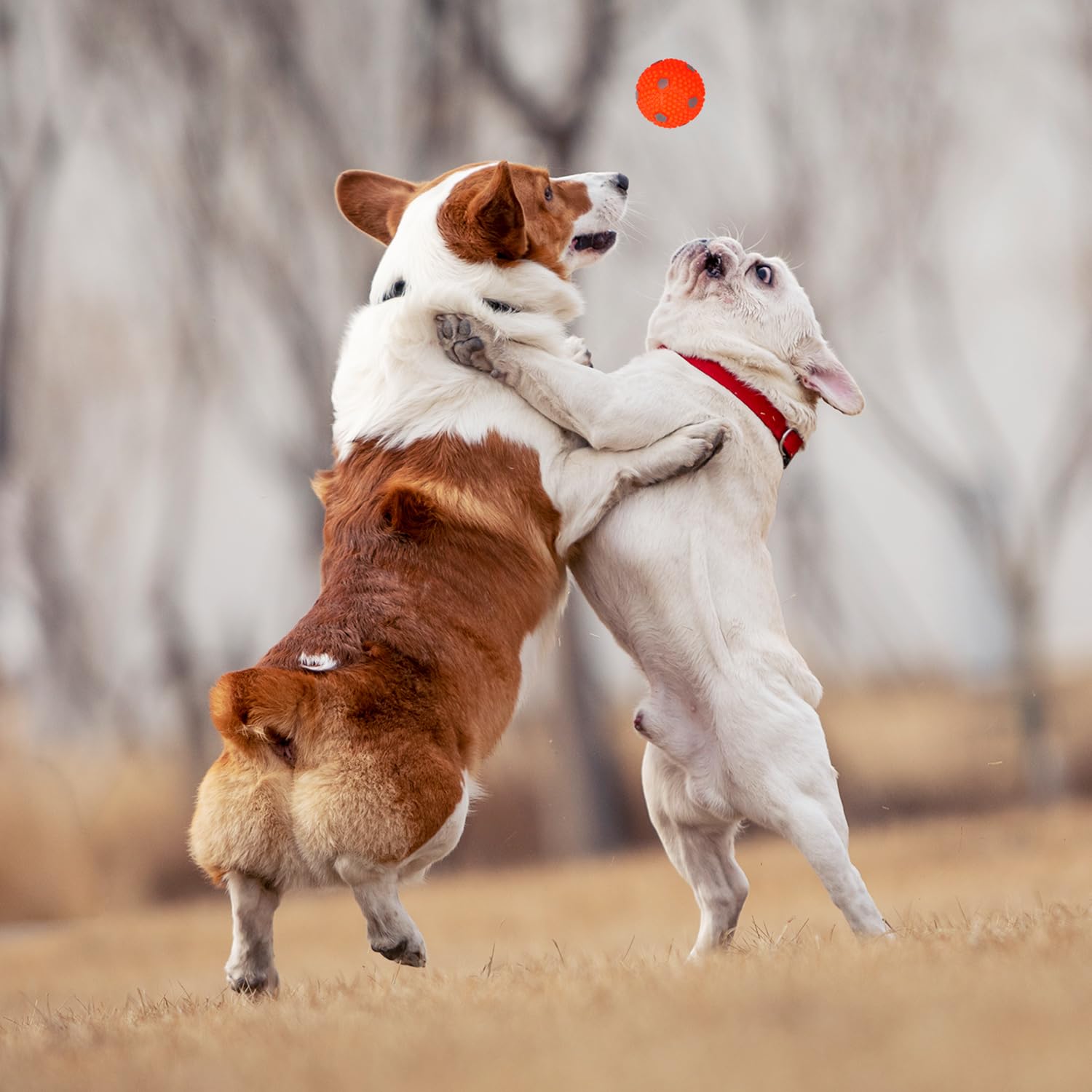 WIGGLYTAIL dog balls 2-inch side view, compact size for small mouths.