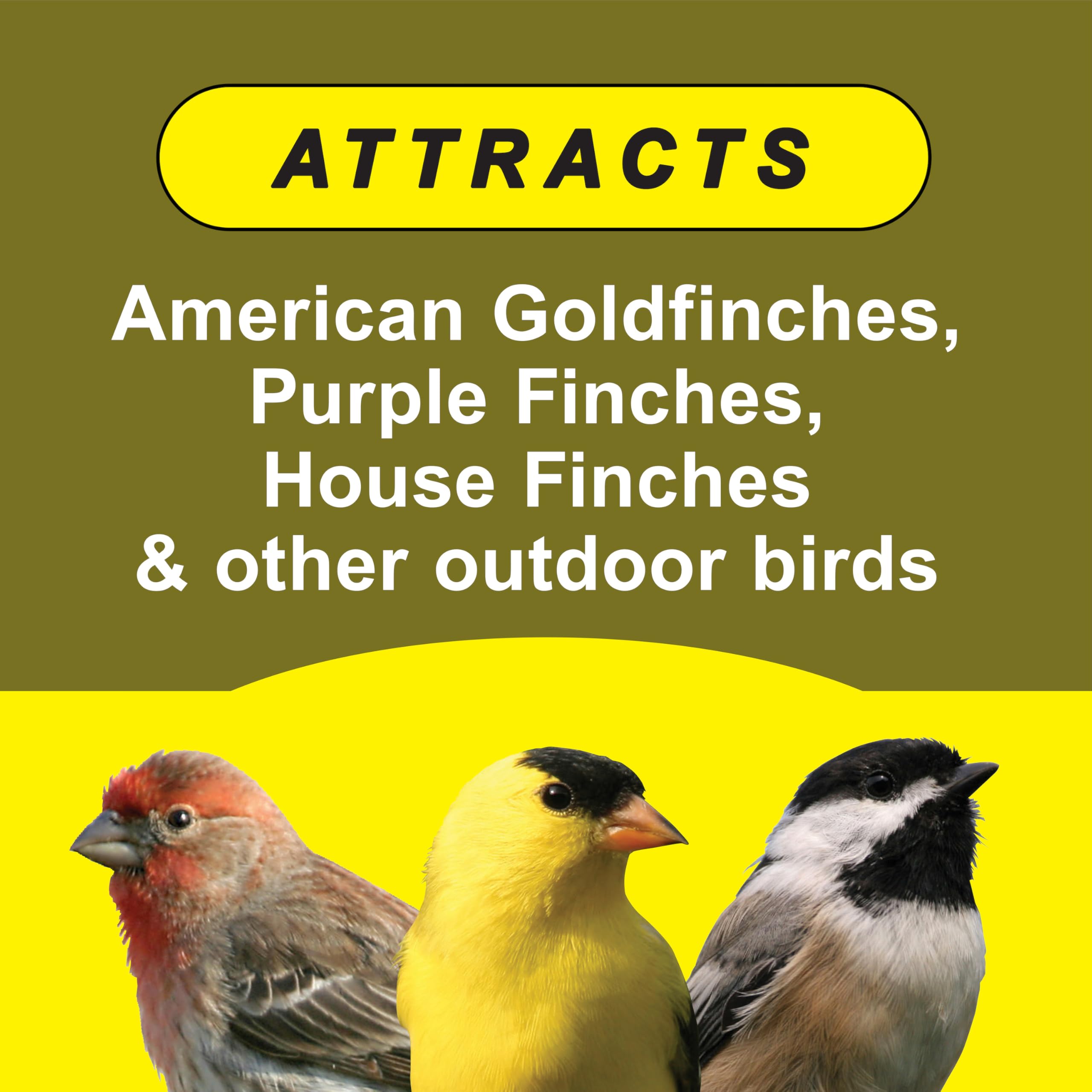 Wild Delight birds feeding on a feeder shows finches enjoying the blend.