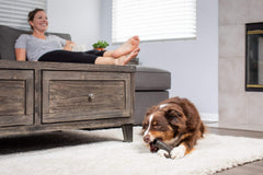 Dog chewing action shows a satisfying, long-lasting treat from Wild Eats buffalo horn.
