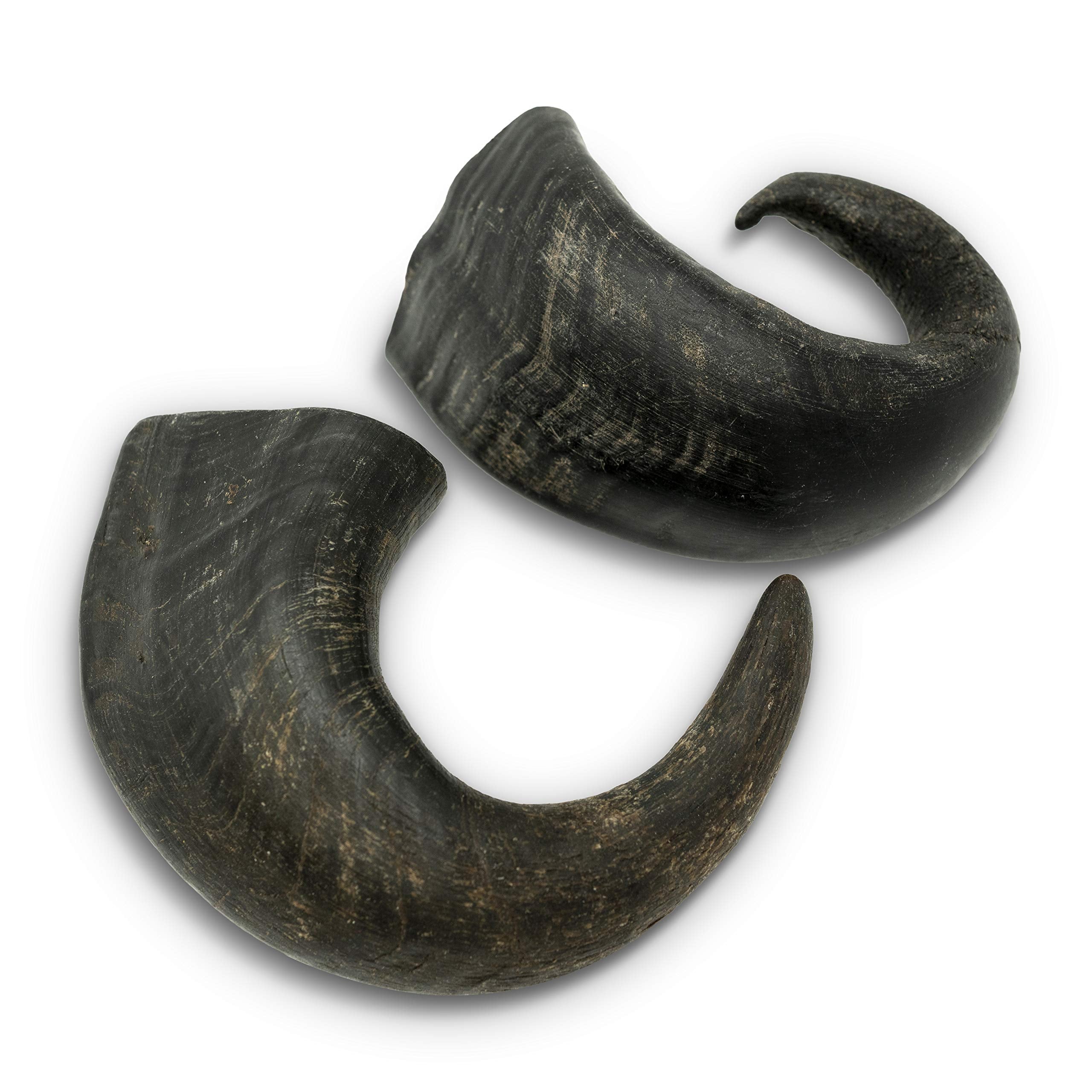 Wild Eats Water Buffalo Horns medium two-pack on display, a long-lasting chew option.