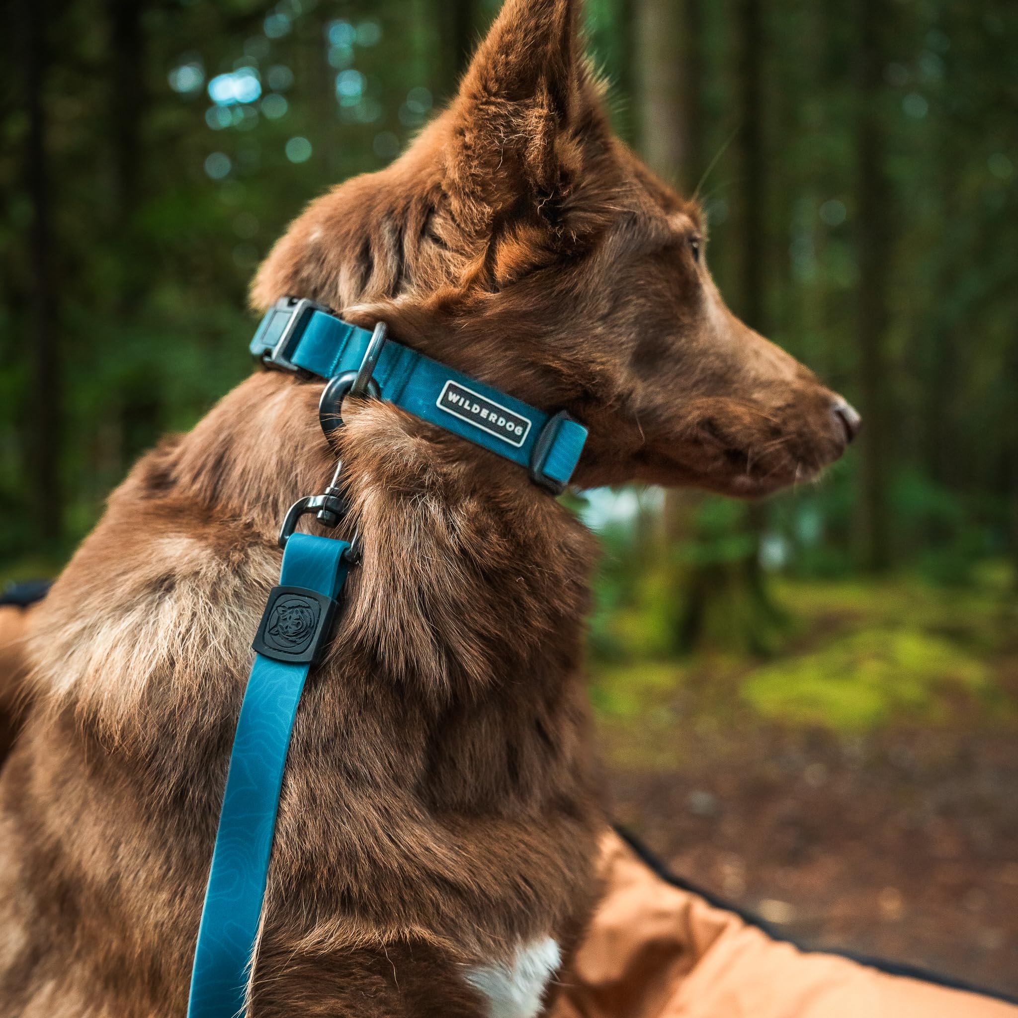 Wilderdog all weather collar resists rain and snow on outings.