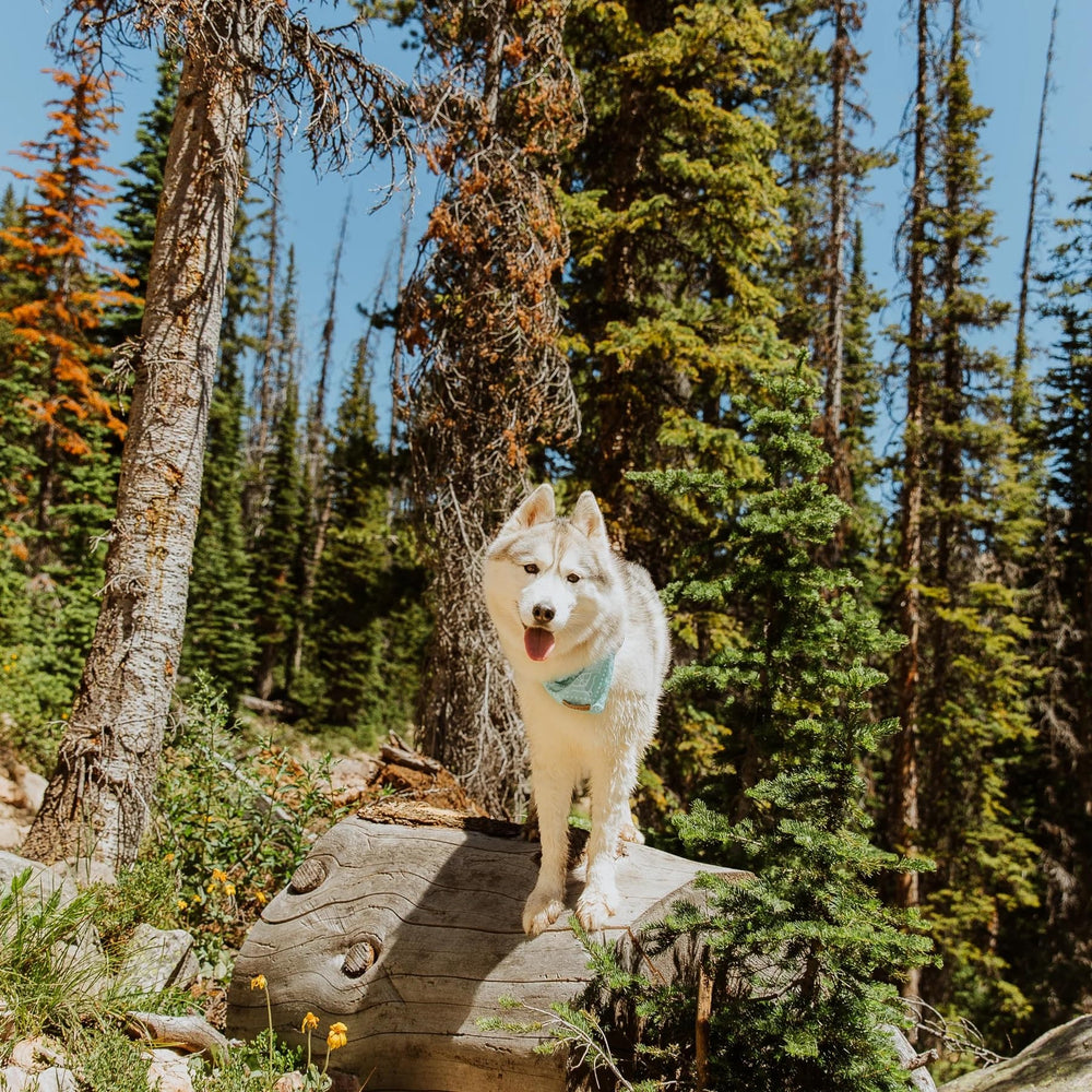 Wilderdog lifetime warranty badge on bandana packaging