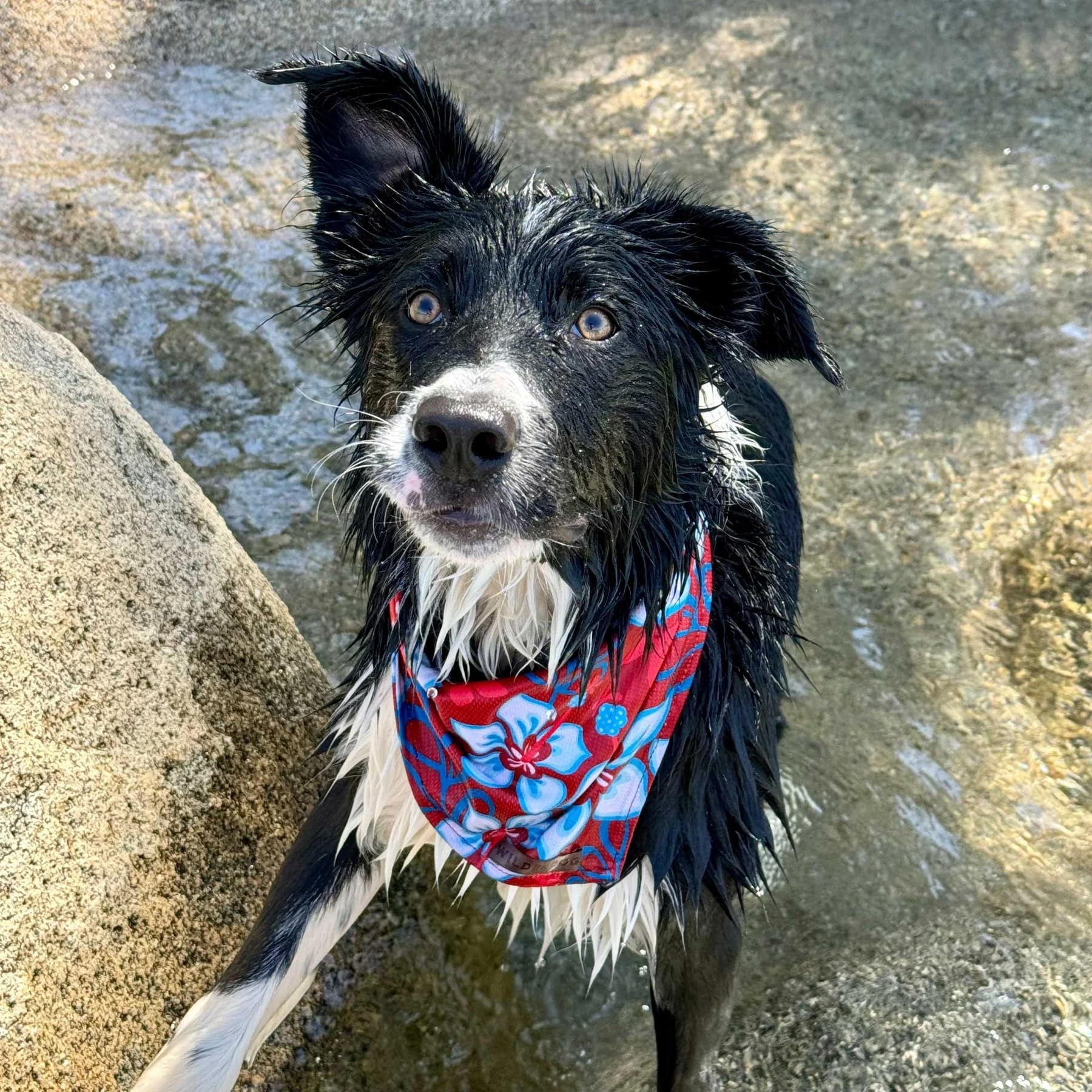 Wilderdog bandana measures 18 by 18 inches for versatile sizing.