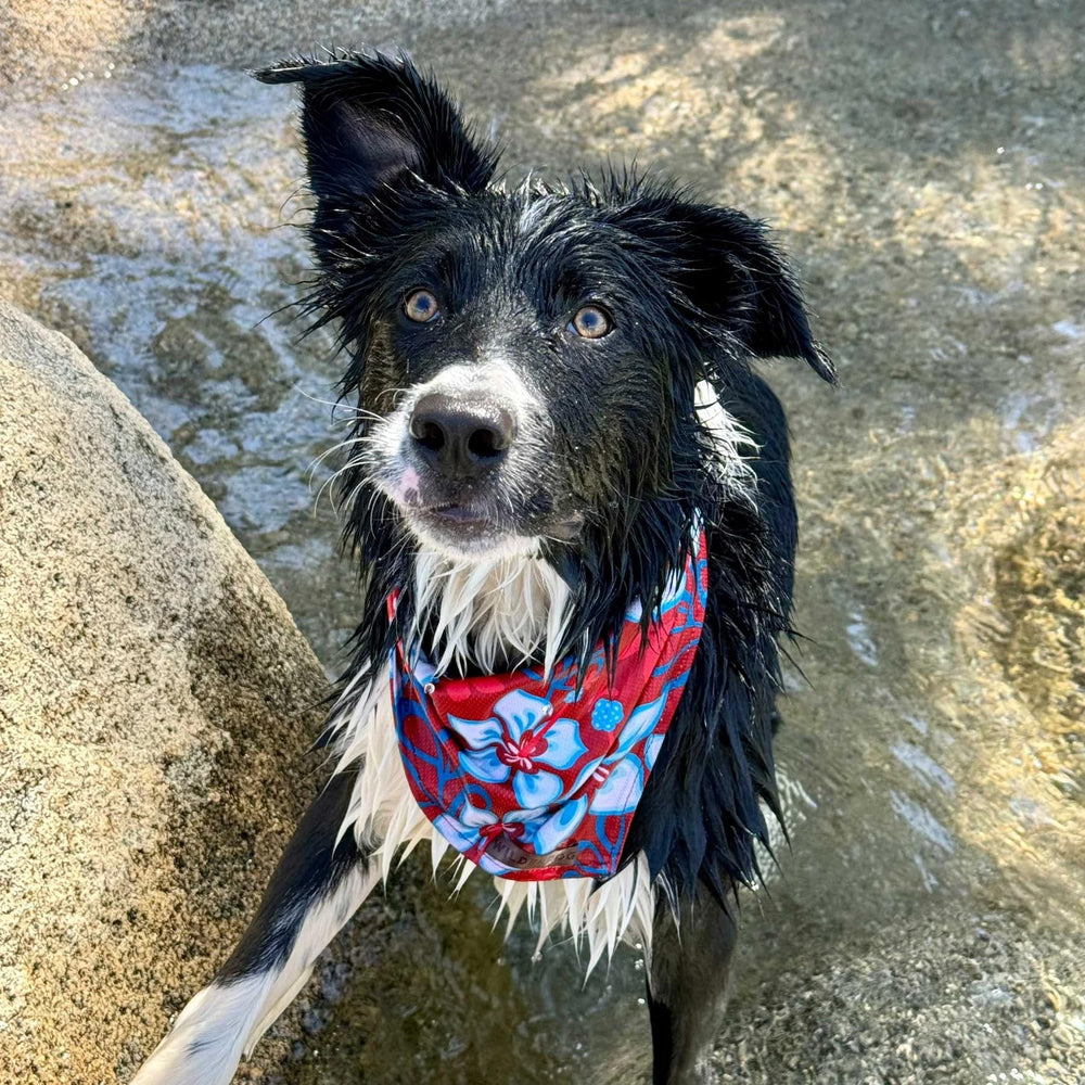 Wilderdog bandana measures 18 by 18 inches for versatile sizing.