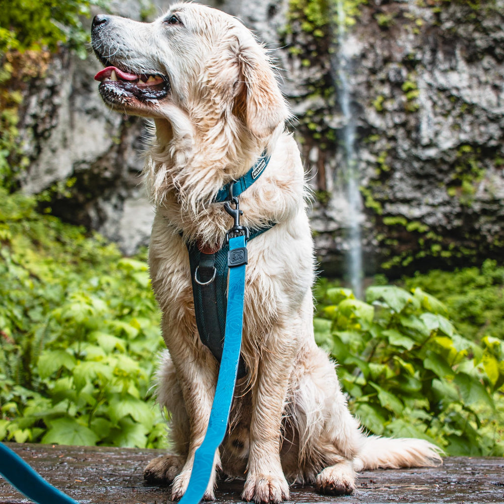 Wilderdog camping and hiking dog gear shown with leash.